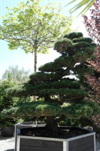 Borovice drobnokvětá bonsai