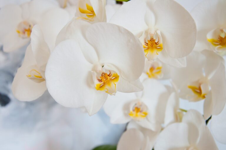 Jak pěstovat orchideje, aby krásně kvetly