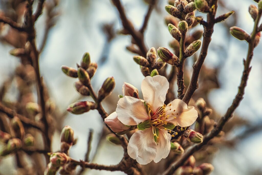 almond tree g743247e99 1920