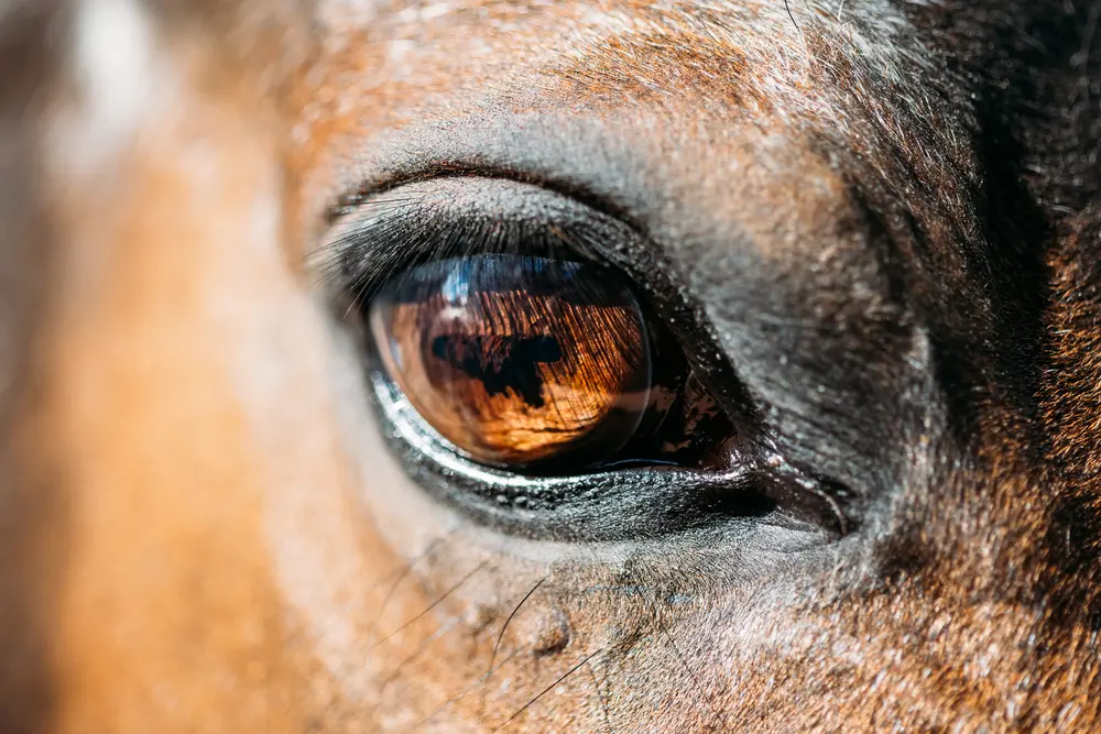 Jak vidí miminko: Vývoj zraku u dětí 13 shutterstock 273257078