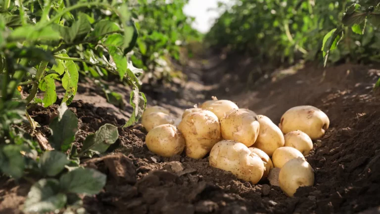 Jak dlouho vařit brambory: Na kaši, přílohy, ve slupce i do salátu