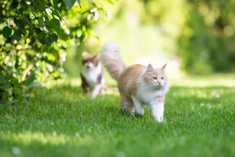 Jak zabránit cizím kočkám v přístupu na zahradu? Je to jednoduché, postupujte podle těchto 12 tipů!
