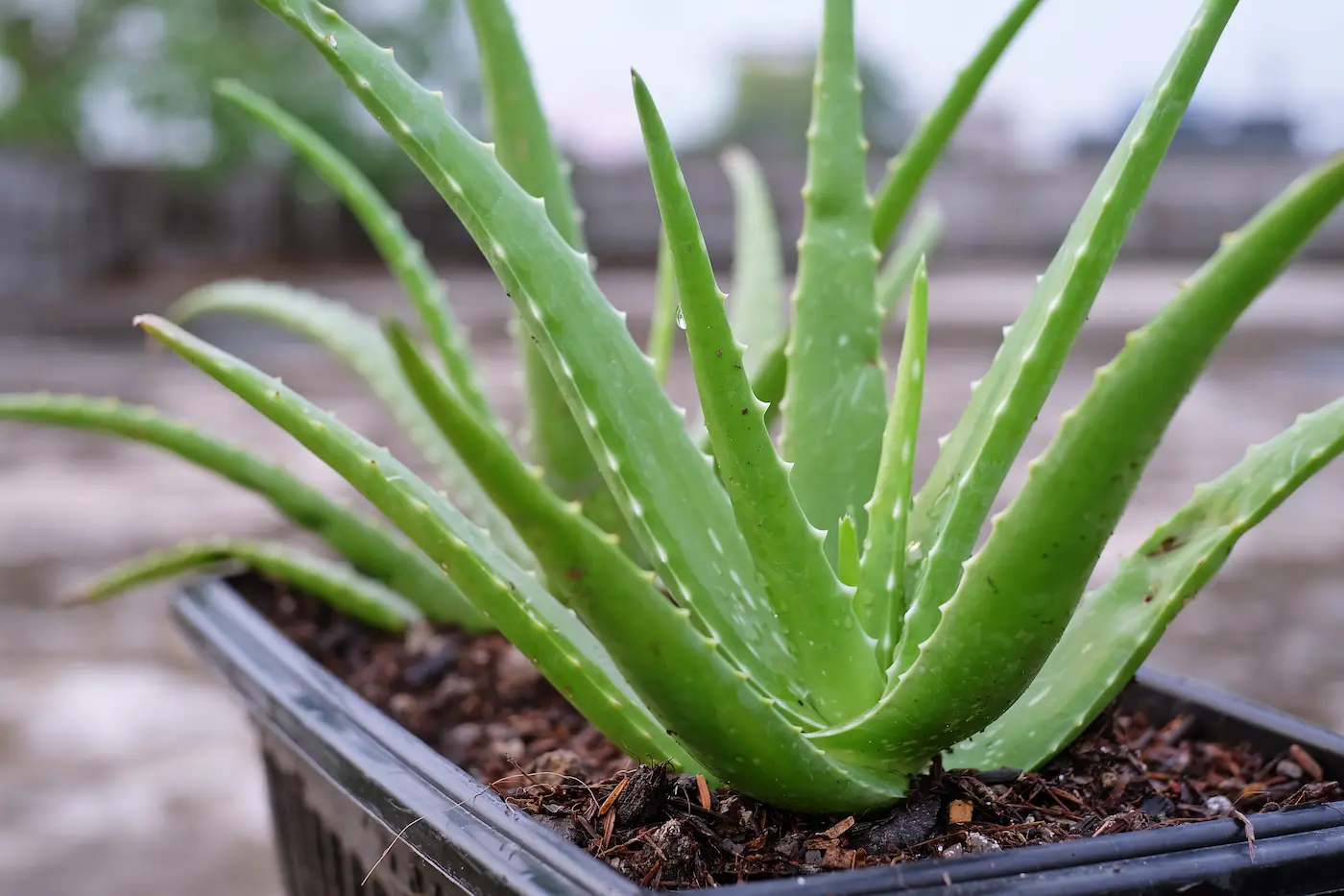 Jak poznat pravou aloe vera + tipy na pouit - Inspiri.cz