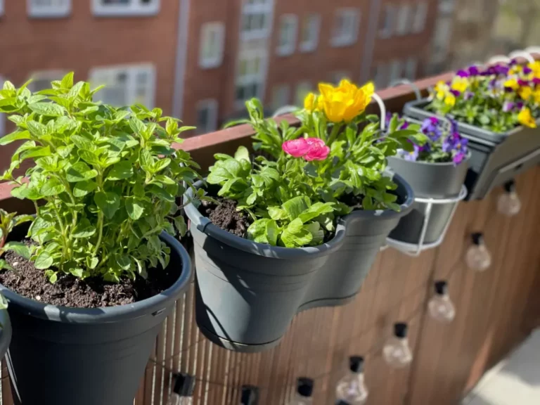 Které rostliny jsou vhodné pro pěstování na balkóně?