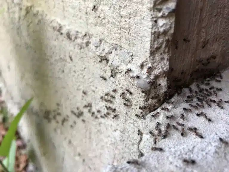 Jak se zbavit mravenců přírodně i pomocí chemie